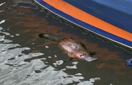 Vogelbekdier in de Kagerplassen?