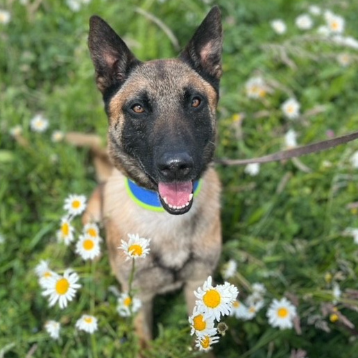 Dierenopvang Haarlemmermeer organiseert een herder-dag