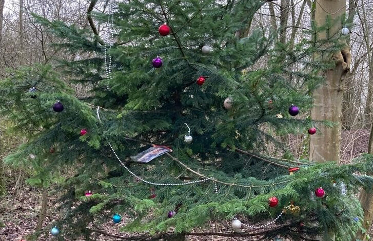 Kerstboom in Haarlemmermeerse bos