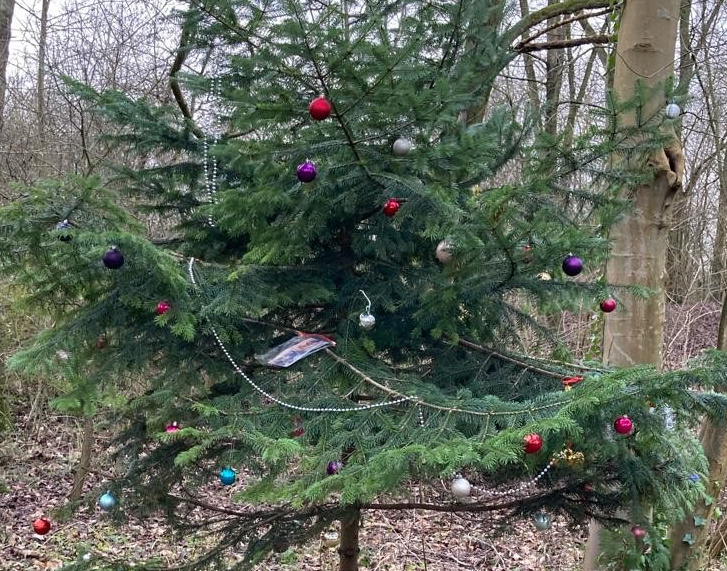 Kerstboom in Haarlemmermeerse bos