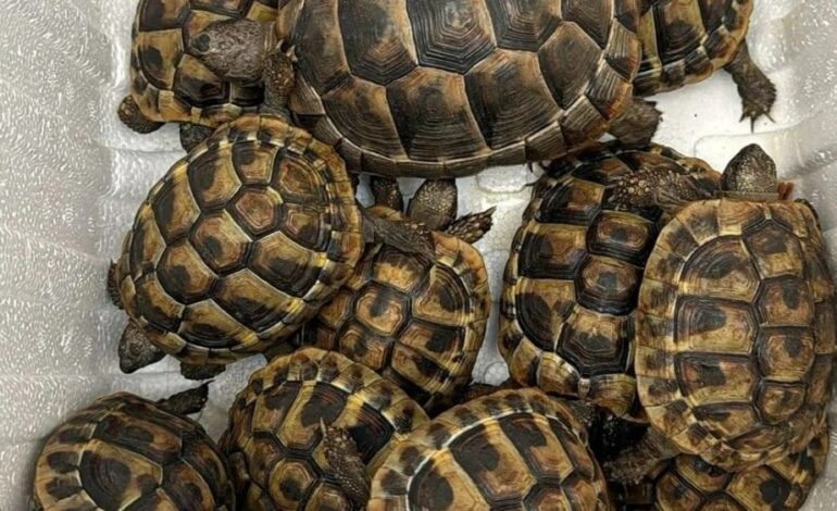 Schildpadden gedumpt in Aalsmeer