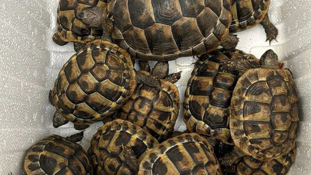 Schildpadden gedumpt in Aalsmeer