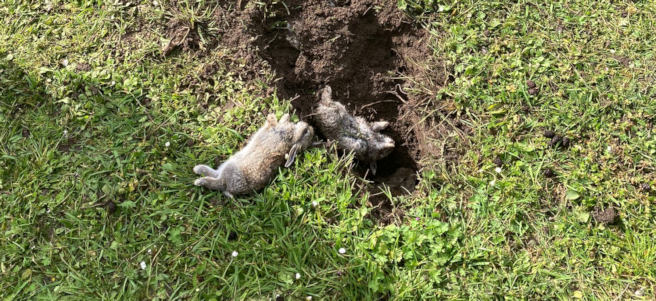 Jonge konijntjes mogelijk levend begraven