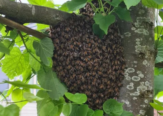 Bijenvolk strijkt neer in voortuin