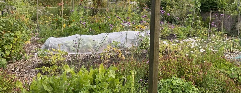 Groente van eigen grond in Lijnden