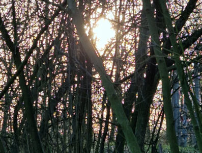 Speciale wandeling door het Haarlemmermeerse Bos