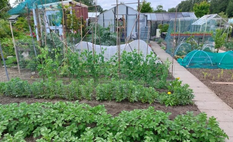 Moestuinvereniging De Meertuinders zoekt nieuwe leden