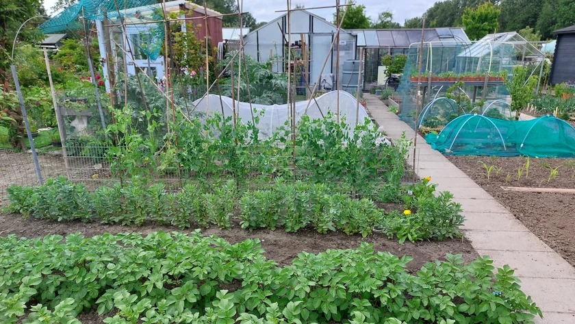 Moestuinvereniging De Meertuinders zoekt nieuwe leden