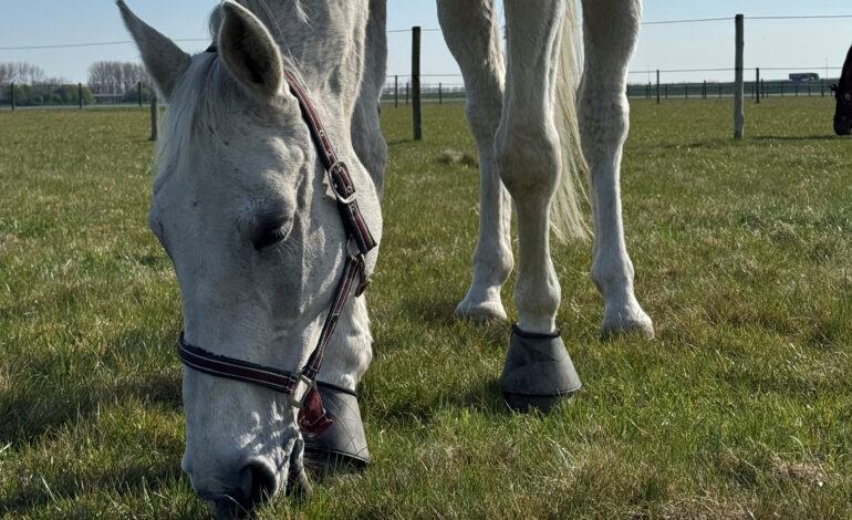 Lentekriebels: de paarden mogen weer de wei op!