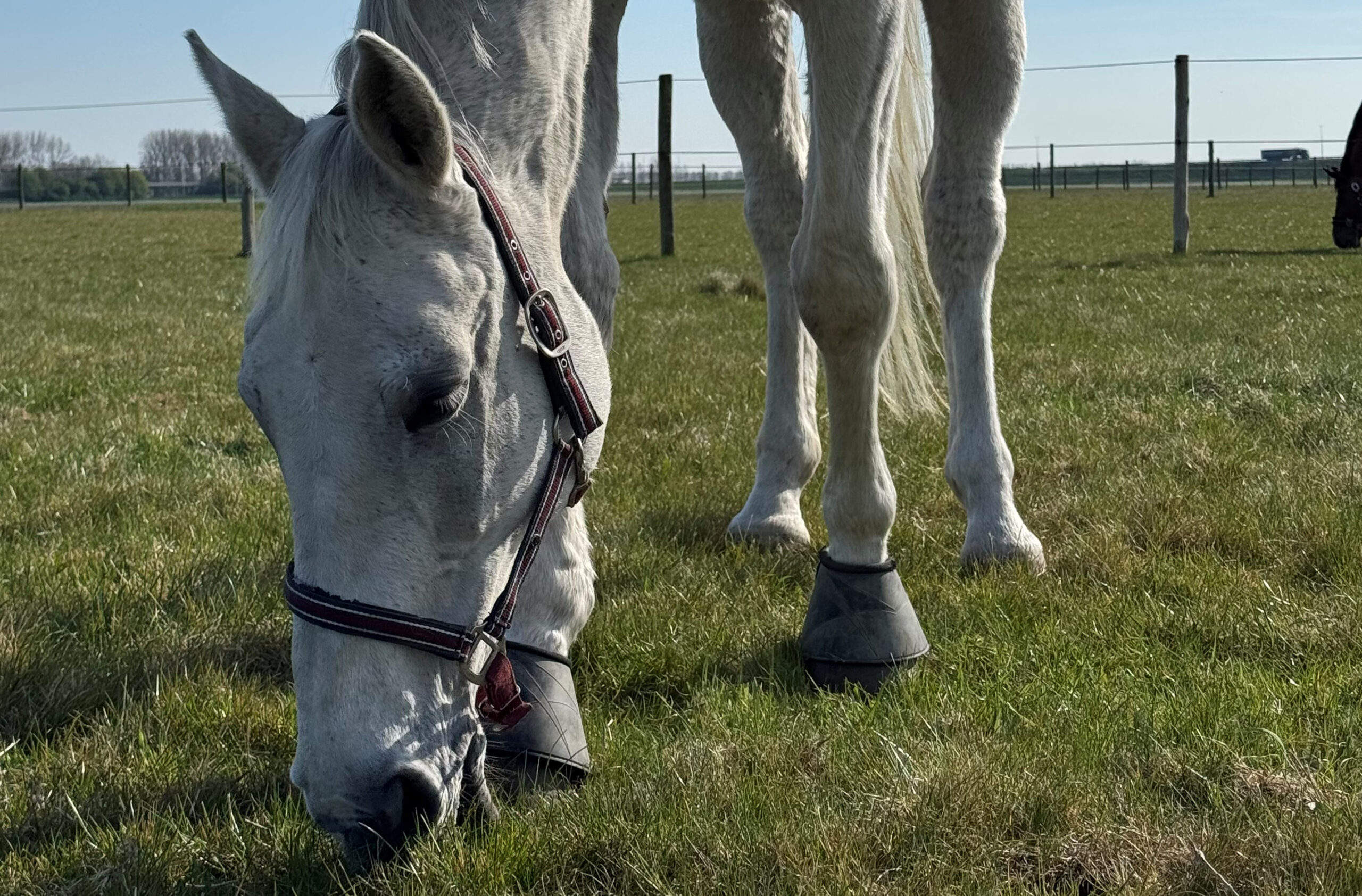 Lentekriebels: de paarden mogen weer de wei op!