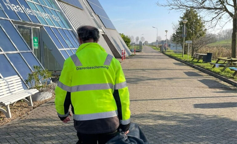 Dierenambulance helpt dieren in nood