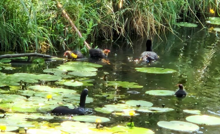 Meeuwen jagen op jonge meerkoeten in Bornholm