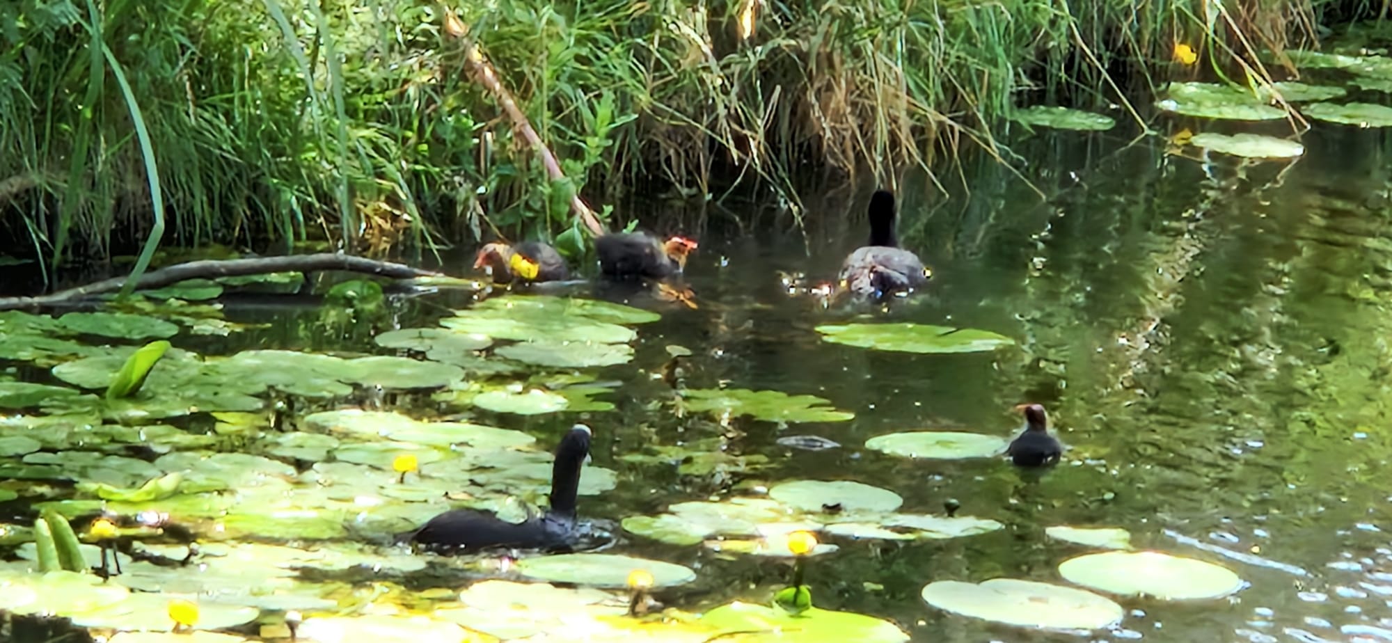 Meeuwen jagen op jonge meerkoeten in Bornholm