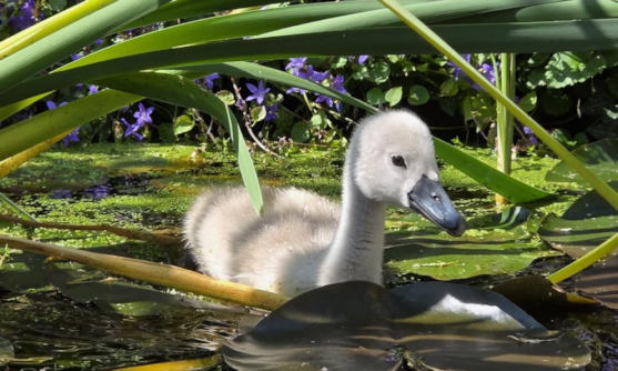 Jonge zwaan van de dood gered