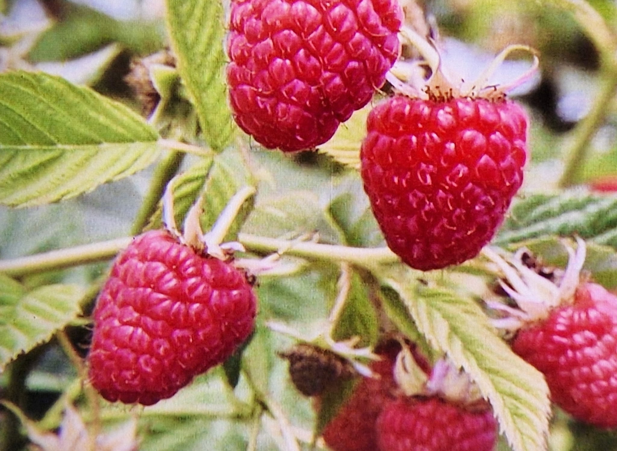 No Waste Army redt frambozen van verspilling