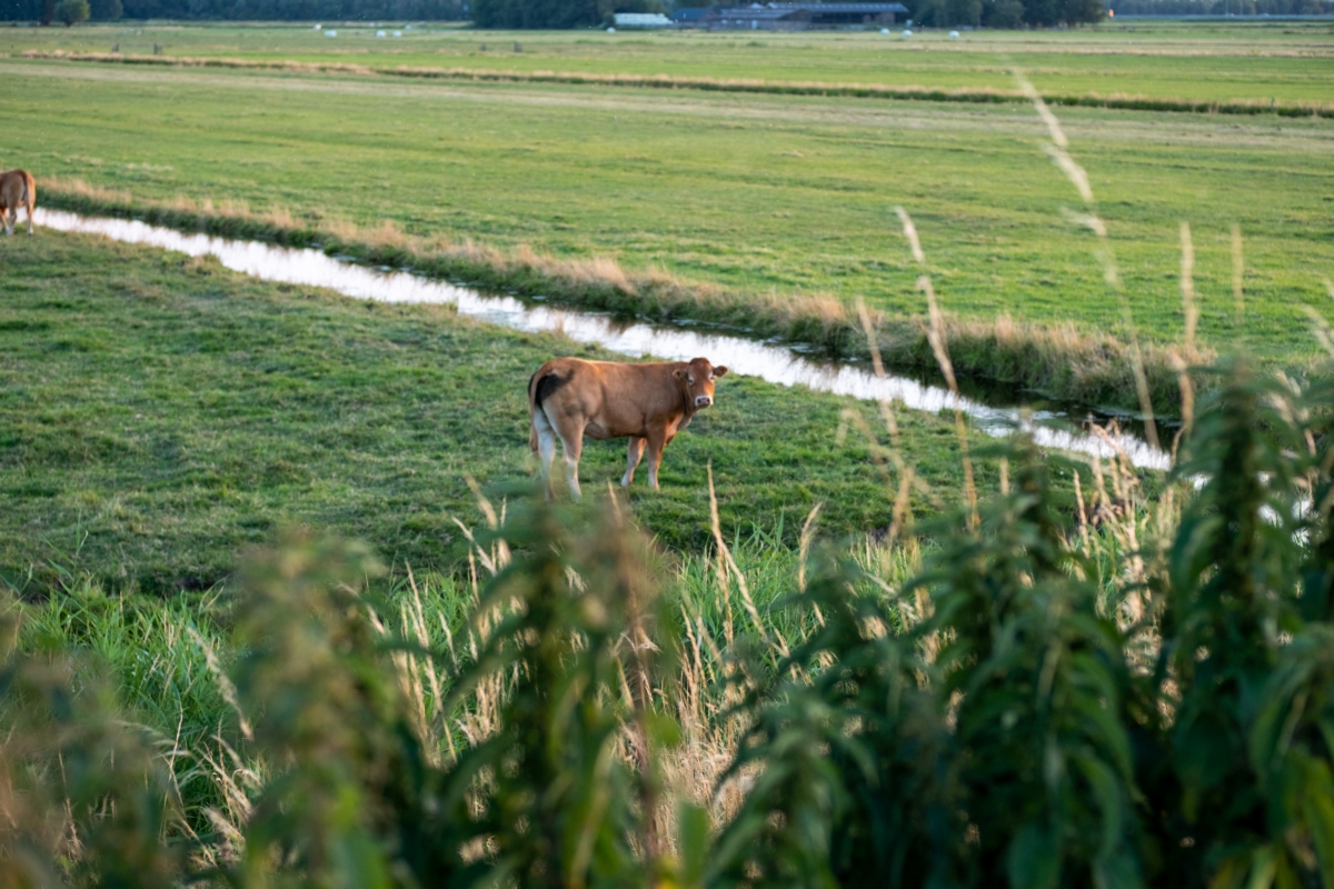 Spaarnwoude treft geen voorbereidingen op de komst van de wolf