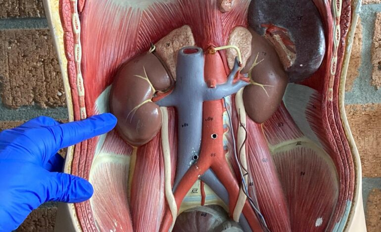 Bijeenkomst Nier in het Vizier