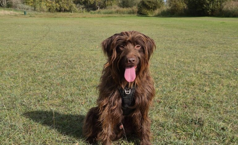 “Buurt slaat handen ineen: vermiste hond Kees na uren veilig thuis”