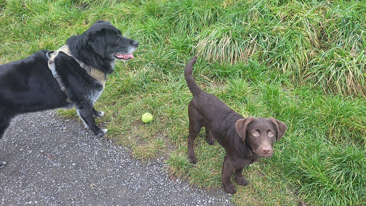 Hotels rond Schiphol vol huisdierbaasjes die vuurwerkvrije avond zoeken