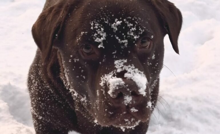 Pootjes in de sneeuw: Wintertips voor je hond en kat