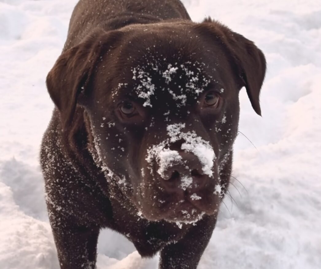 Pootjes in de sneeuw: Wintertips voor je hond en kat