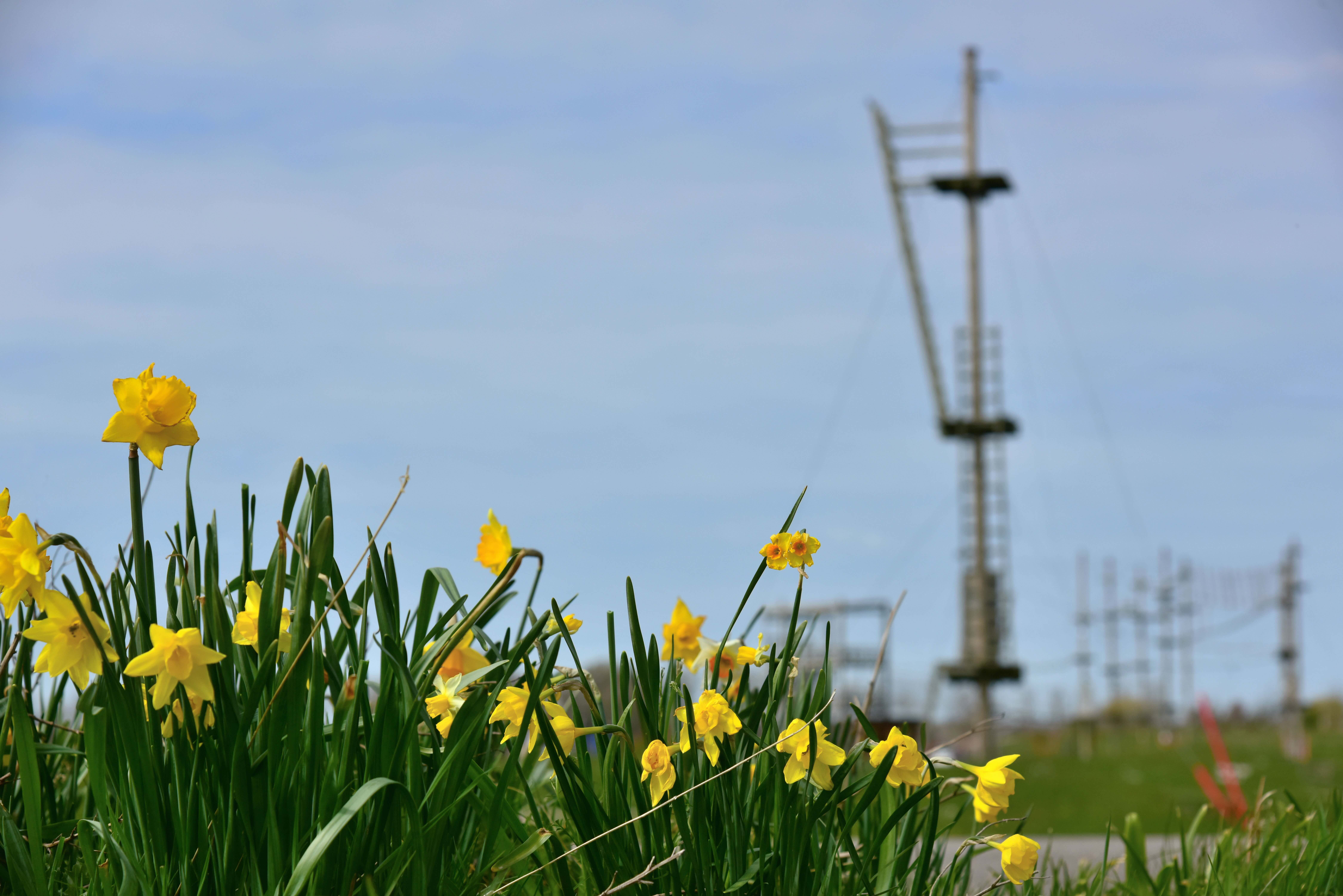 Zacht lenteweer van korte duur: begin maart weer kouder