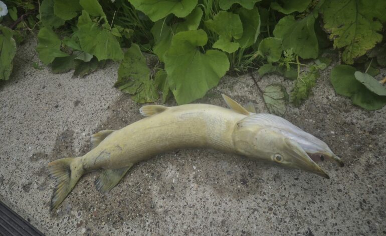 Rijnland erkent fouten bij vissterfte Ringvaart en komt met verbetermaatregelen