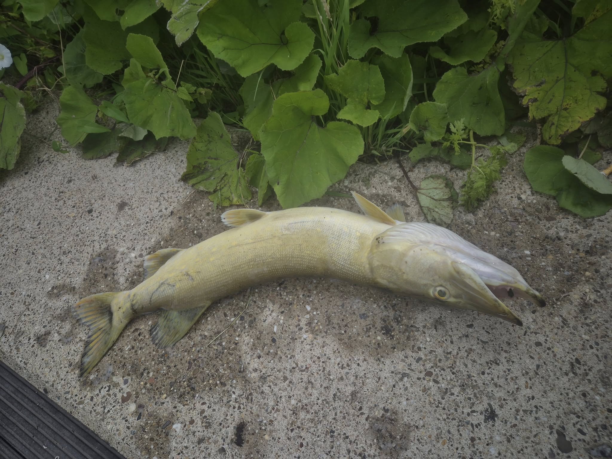 Rijnland erkent fouten bij vissterfte Ringvaart en komt met verbetermaatregelen