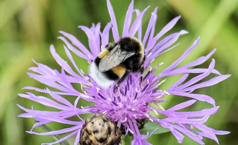 Oproep voor ecologischer maaibeleid ter bescherming van bestuivers
