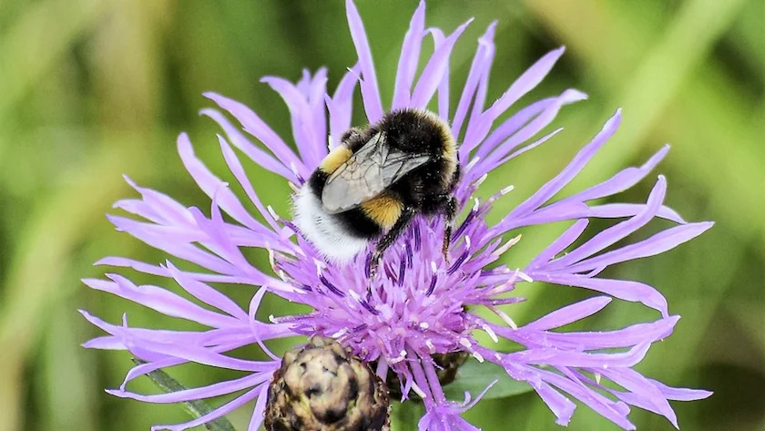 Oproep voor ecologischer maaibeleid ter bescherming van bestuivers