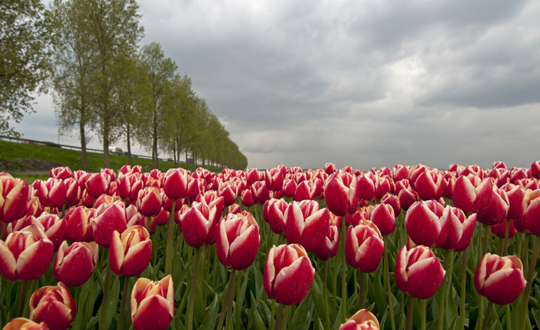 SHARE Meets duikt in de wereld van de tulp in Rijsenhout
