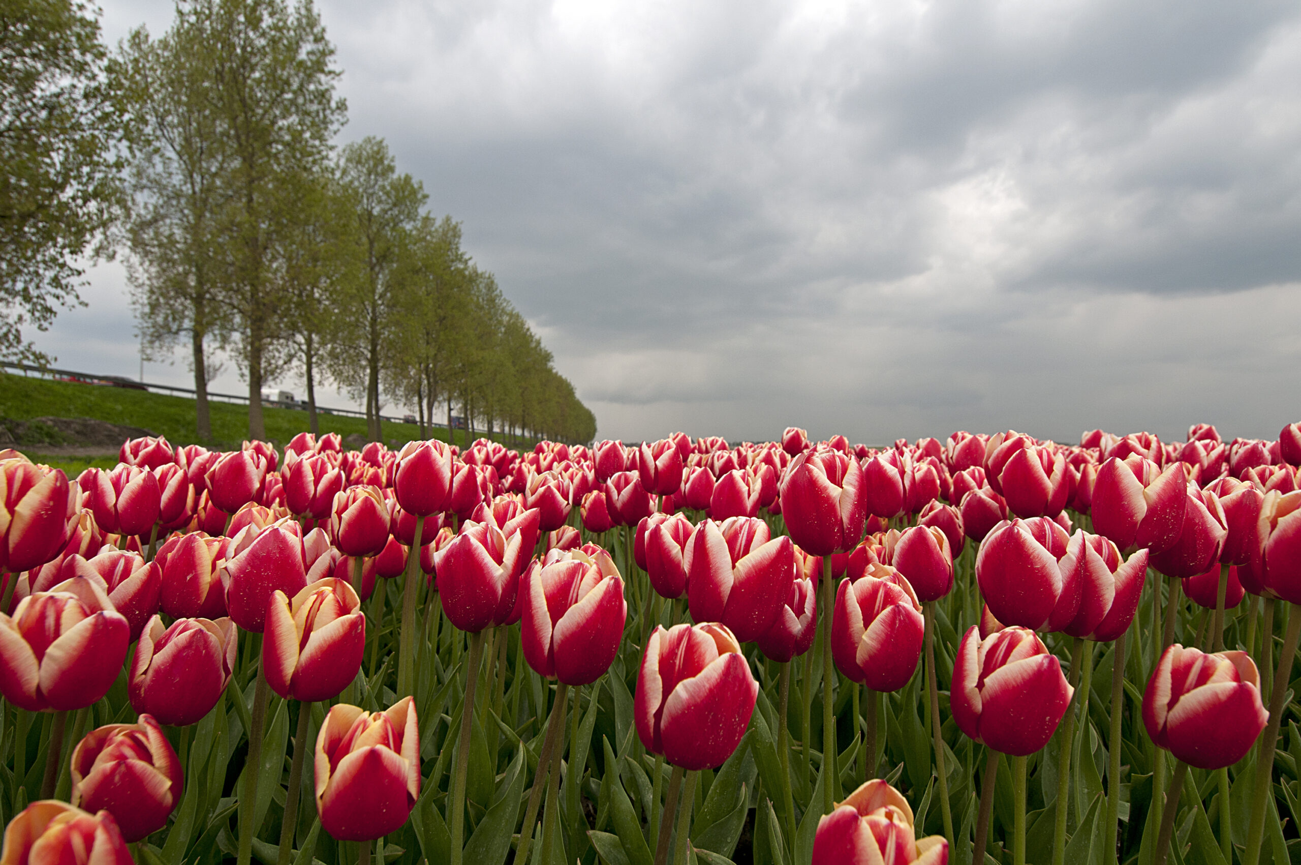 SHARE Meets duikt in de wereld van de tulp in Rijsenhout