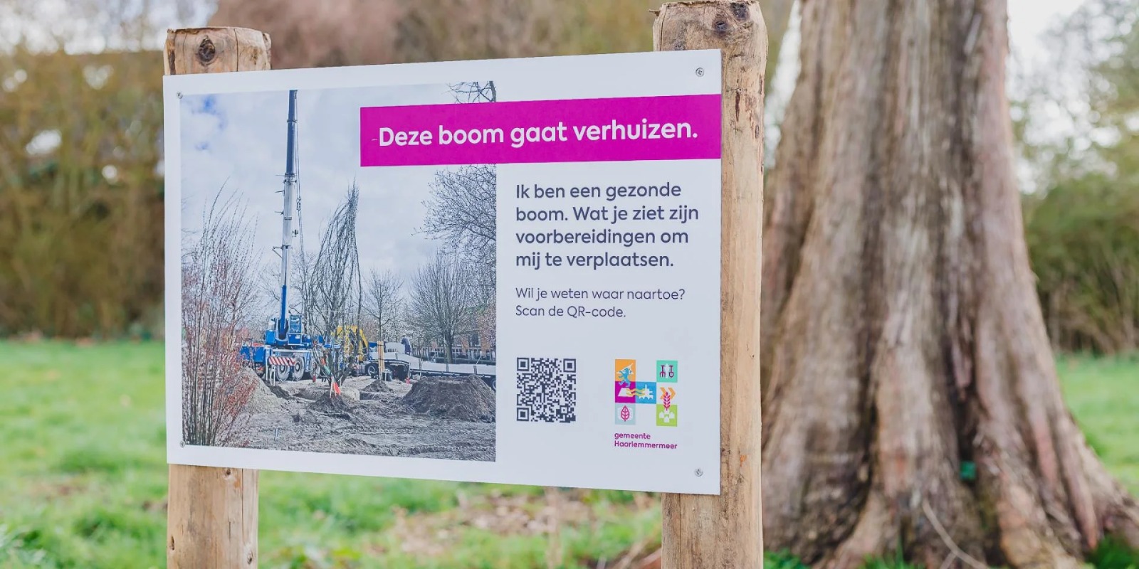 Bomen verhuizen in plaats van kappen in Nieuw-Vennep