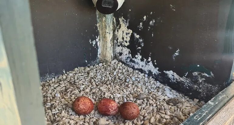 Drukke voorjaarsweek MEERGroen en eerste slechtvalk-eieren