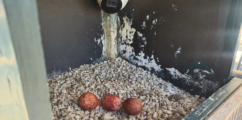 Drukke voorjaarsweek MEERGroen en eerste slechtvalk-eieren