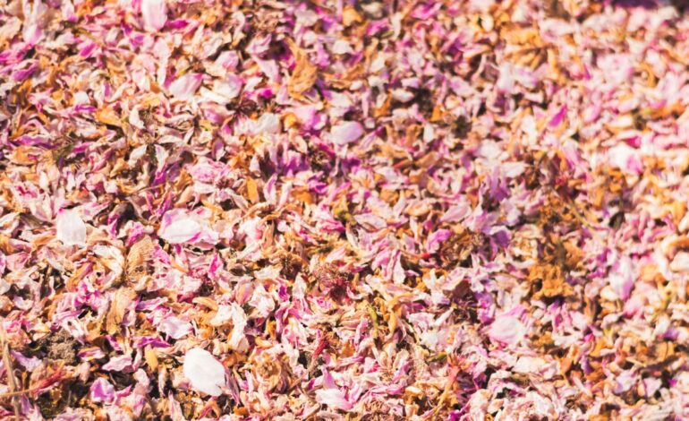 Gemeente geeft informatie over hooikoorts en pollen