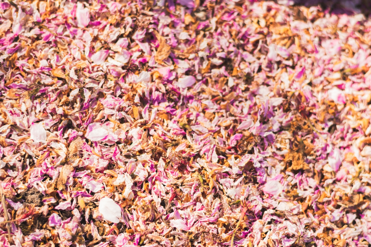Gemeente geeft informatie over hooikoorts en pollen
