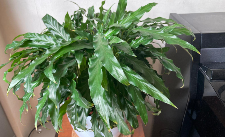 Plantenminibieb Welgelegen weer open