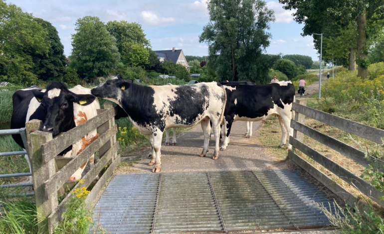 Koeien blokkeren fietspad op Geniedijk