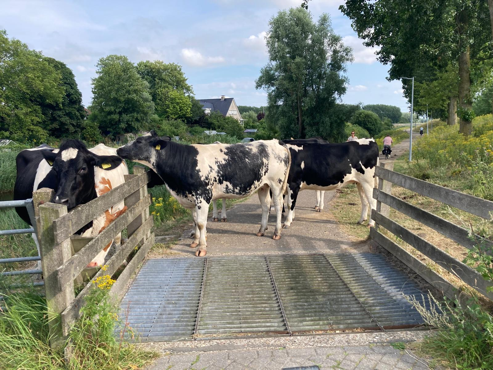 Koeien blokkeren fietspad op Geniedijk