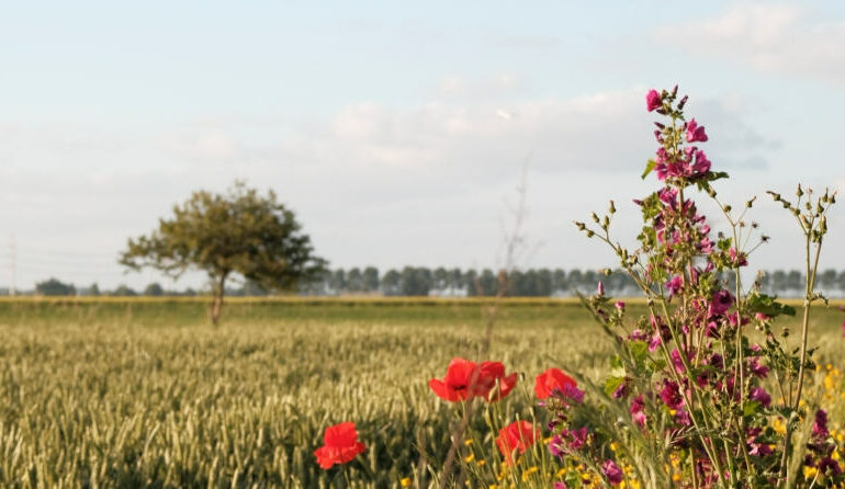 Nieuw speelhuis wacht nog steeds op groen licht