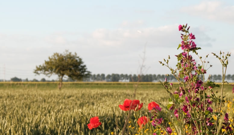 Nieuw speelhuis wacht nog steeds op groen licht
