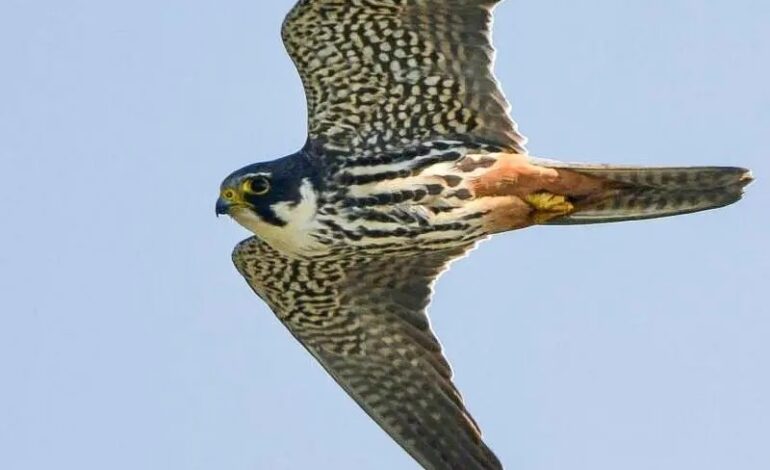Jonge boomvalken boven de Geniedijk