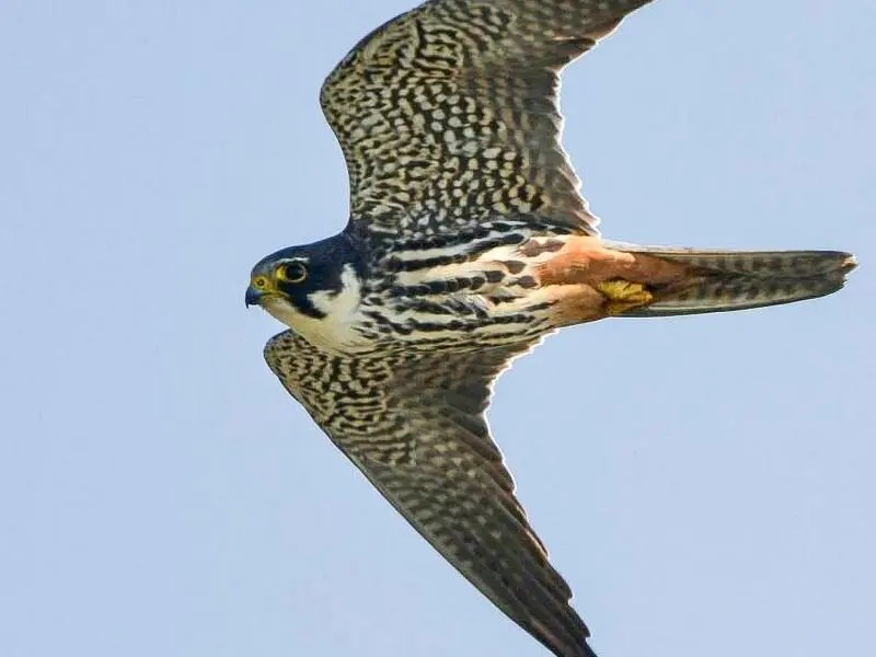 Jonge boomvalken boven de Geniedijk