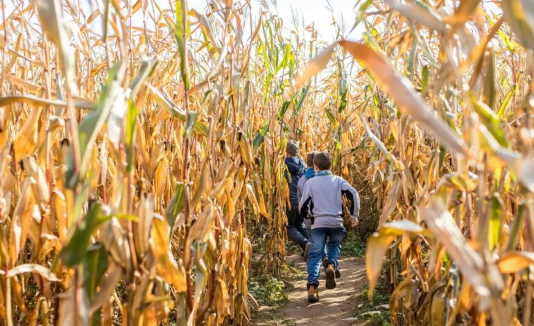 Volop activiteiten tijdens de herfstvakantie